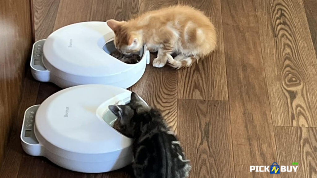 BAX Wet Food Dispenser Best Automatic Cat Feeders