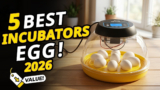 Best Egg Incubators 2026: Smart, Reliable & Perfect for Every Hatch